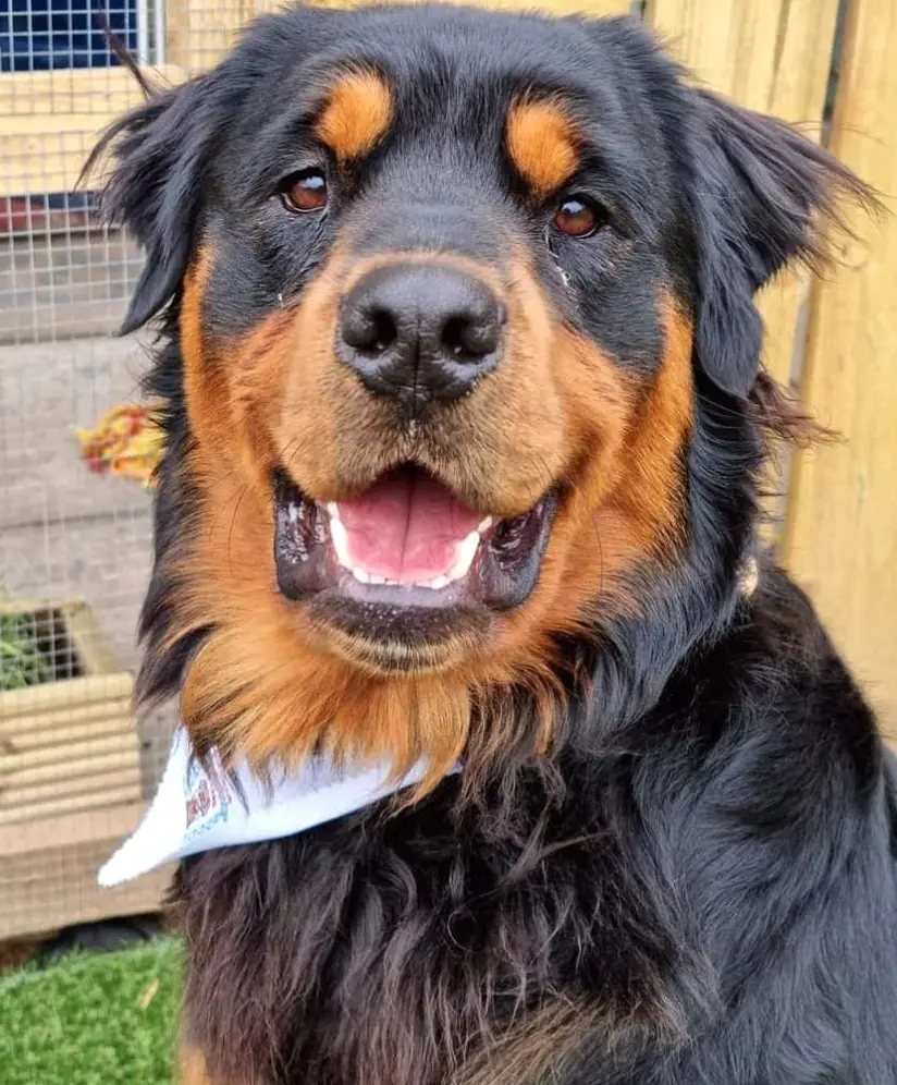 THE LONG HAIRED ROTTWEILER