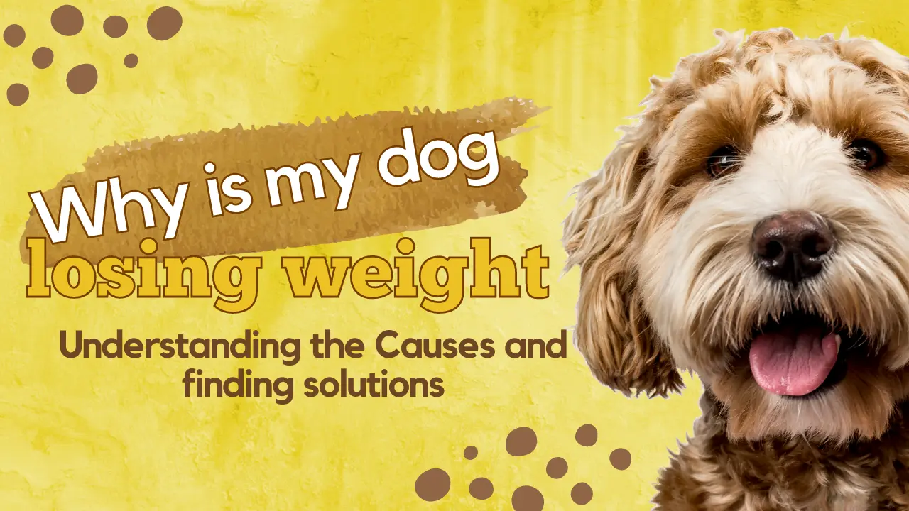 Dog Losing Weight