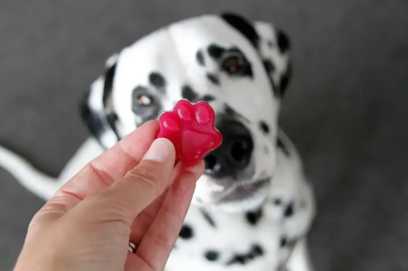 Gummy Dog Treat Recipe