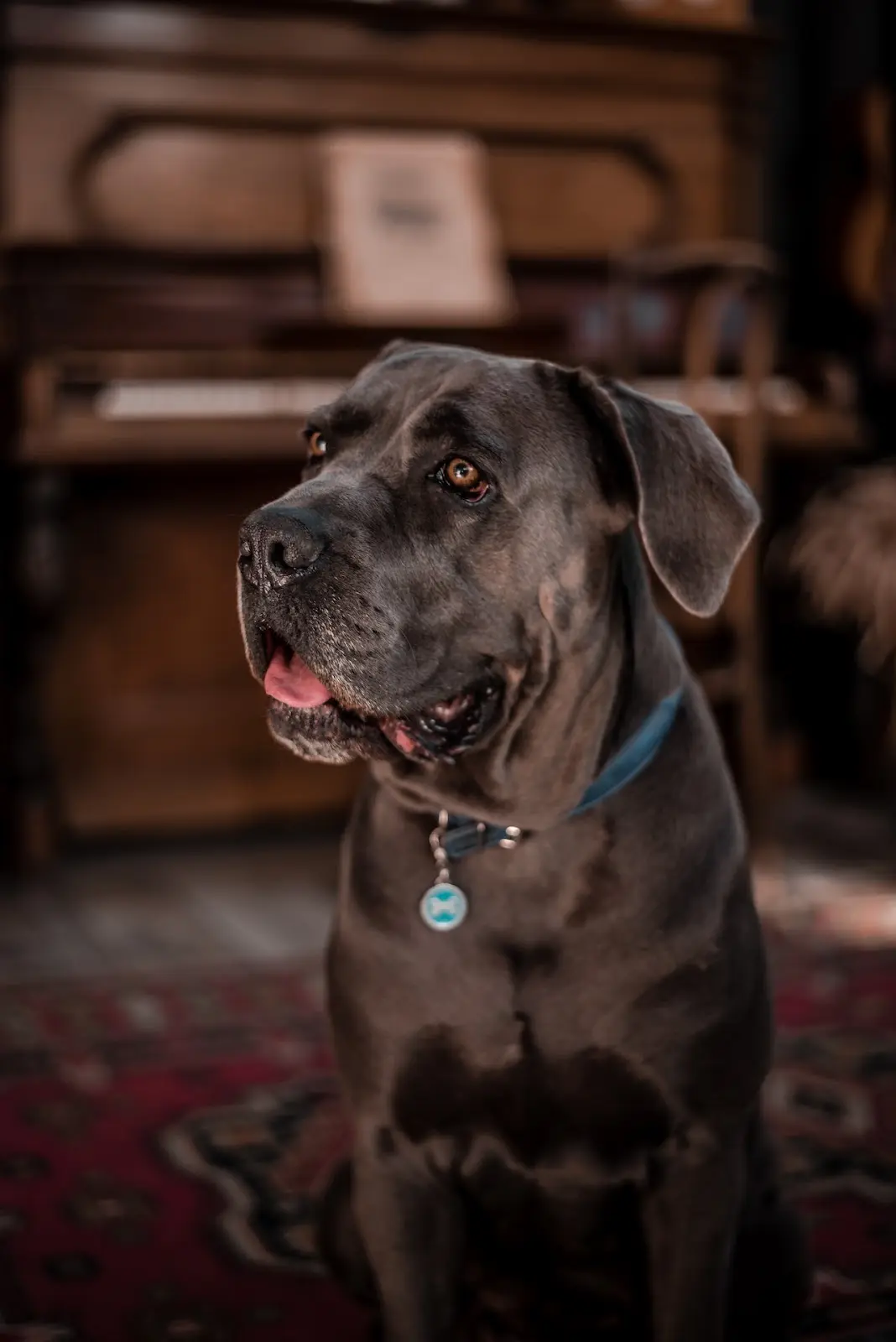 Managing a Cane Corso's bite force