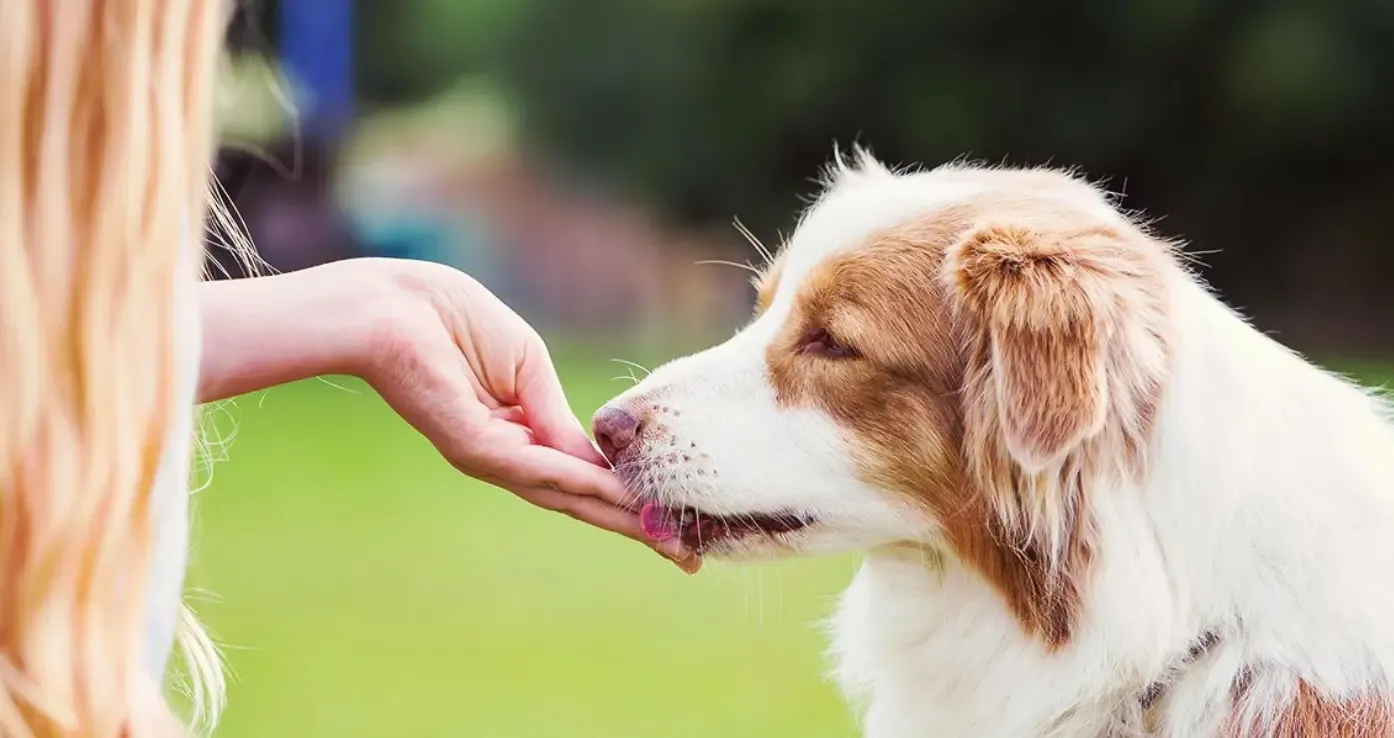 Which Over-The-Counter Medicines Are Safe For Dogs?