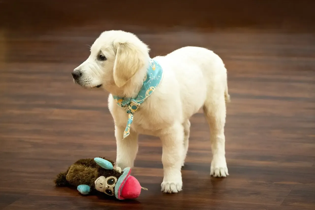 Know about the English Cream Golden Retriever 