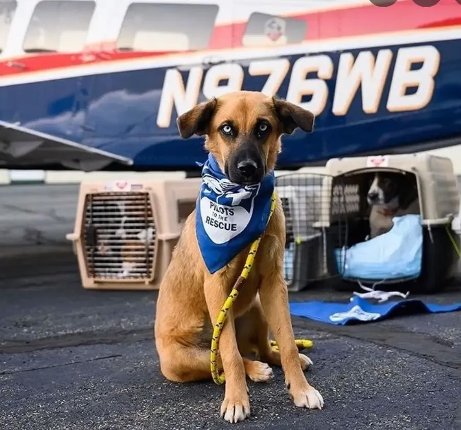 FI RESCUES: PILOTS TO THE RESCUE