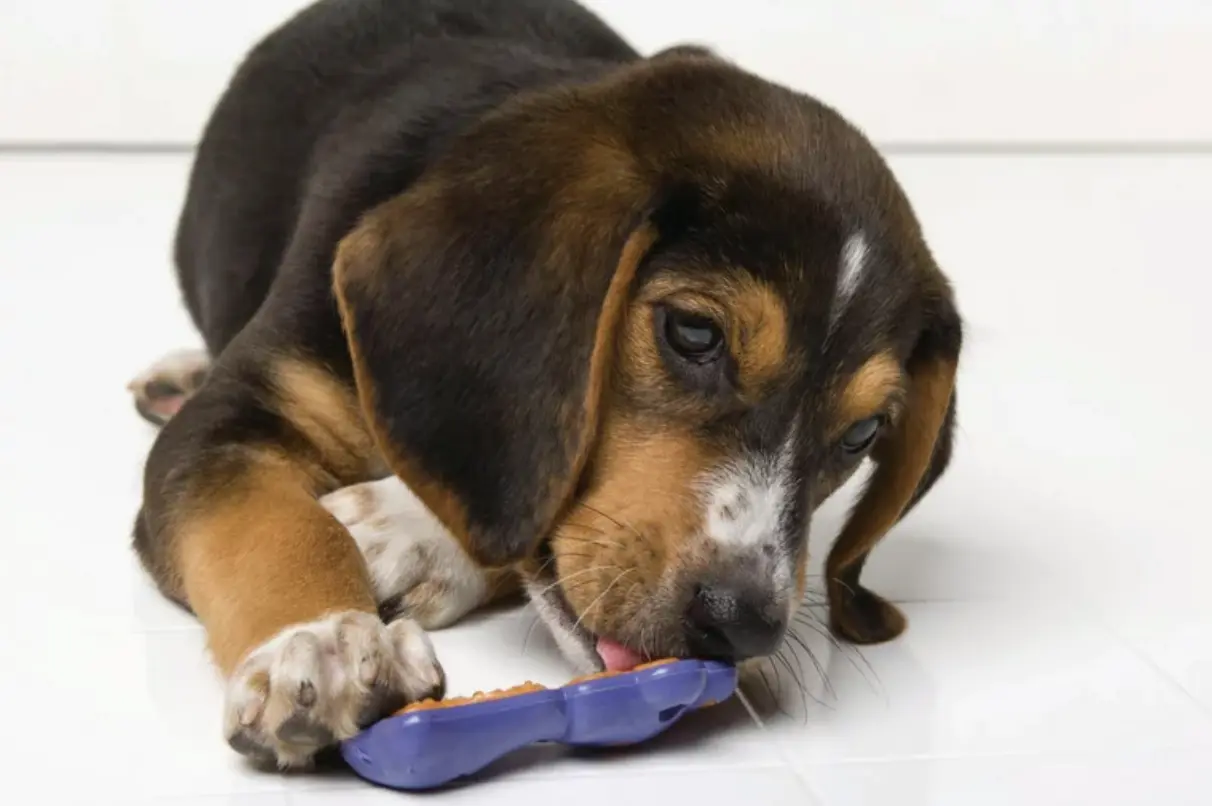 Puppy Teething Toys