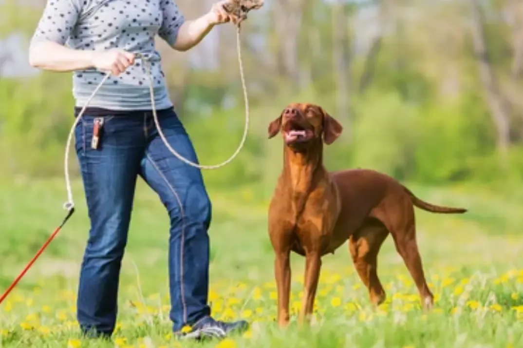 Flirt Poles Help with Dog Training
