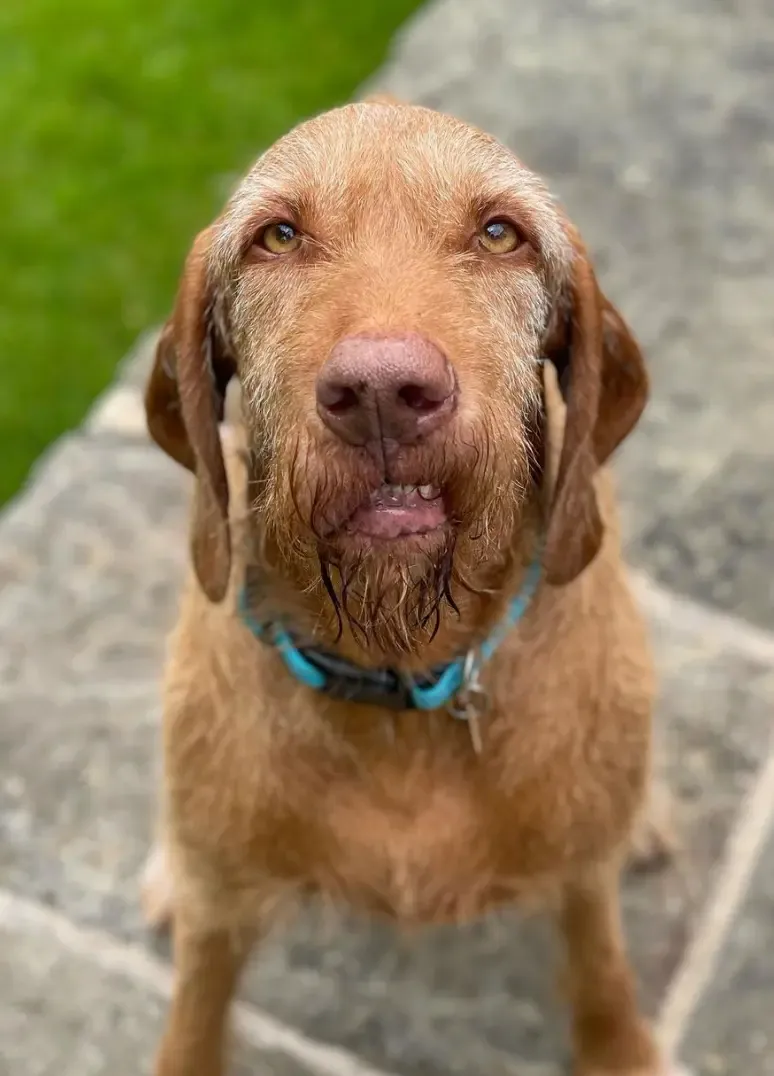 Wirehaired Vizsla into a Multi-Pet Household