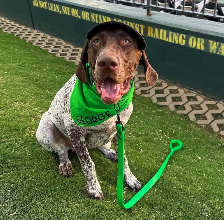 DOGFLUENCERS: MEET GEORGE THE GSP