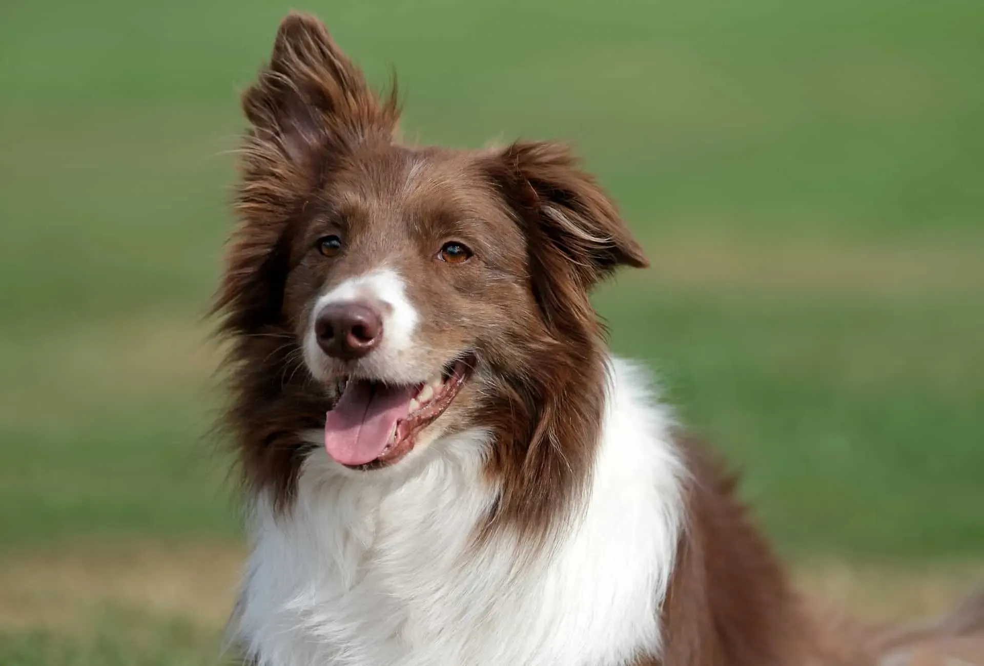 The Red Border Collie: 