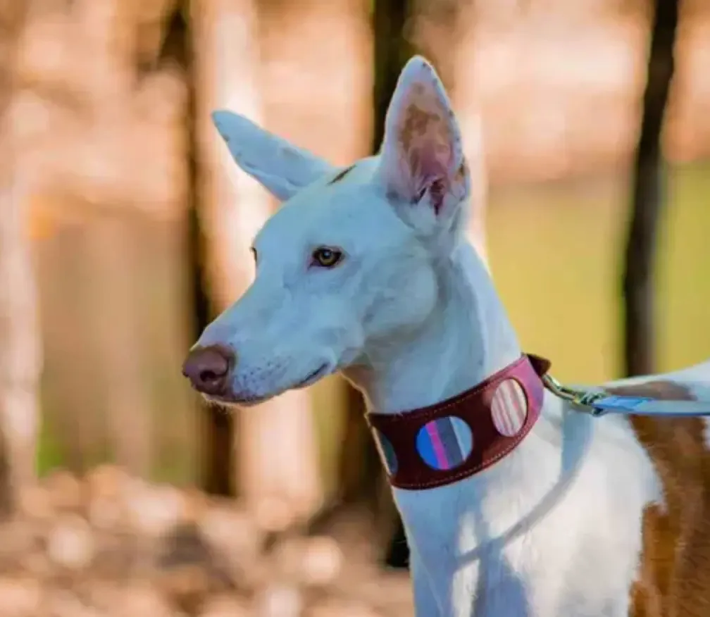 Caring for Your Ibizan Hound