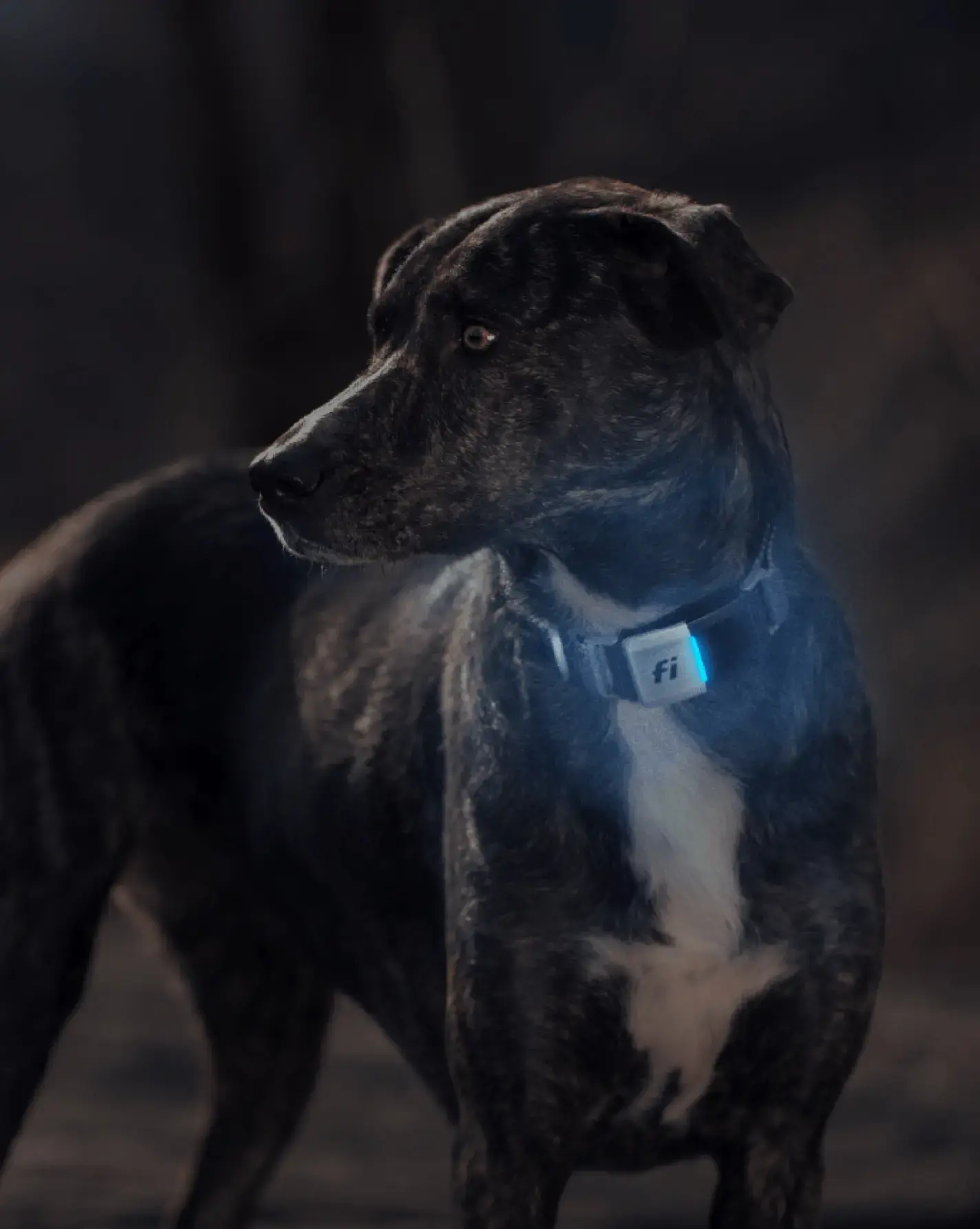 HOW WELL CAN DOGS SEE IN THE DARK