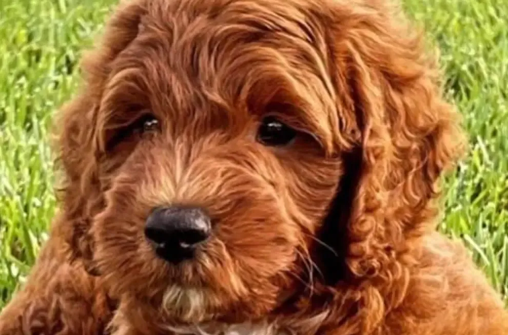 Red Goldendoodle Puppy’s Adult Coat