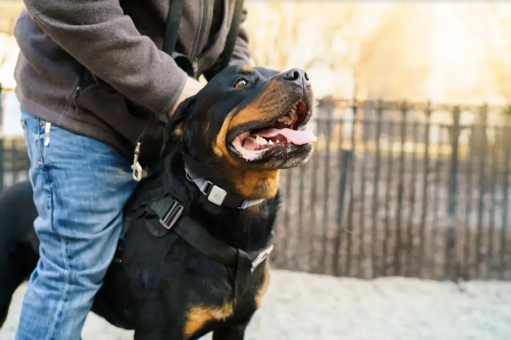 The Best Rottweiler Dog Collars