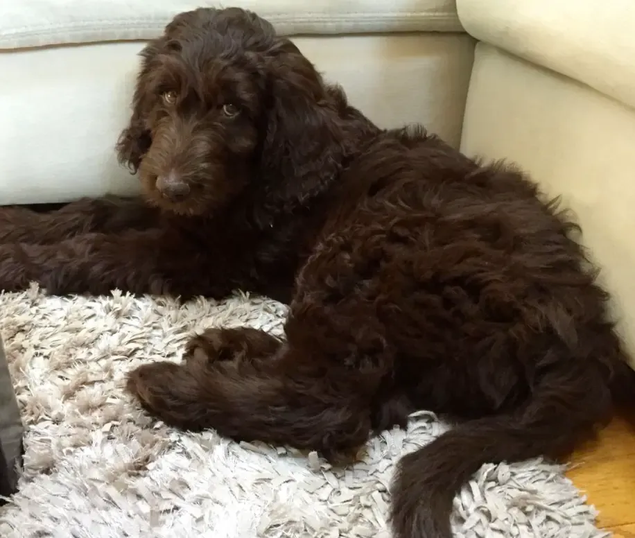 Chocolate Goldendoodle Size