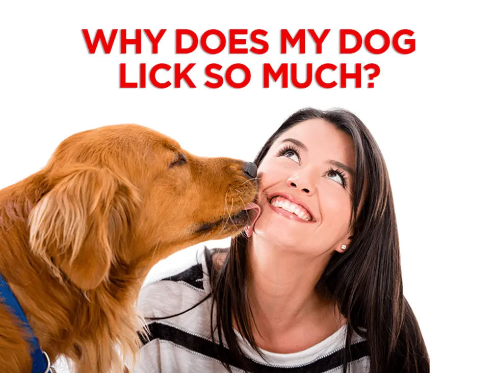 WHY DO DOGS LICK SO MUCH ?