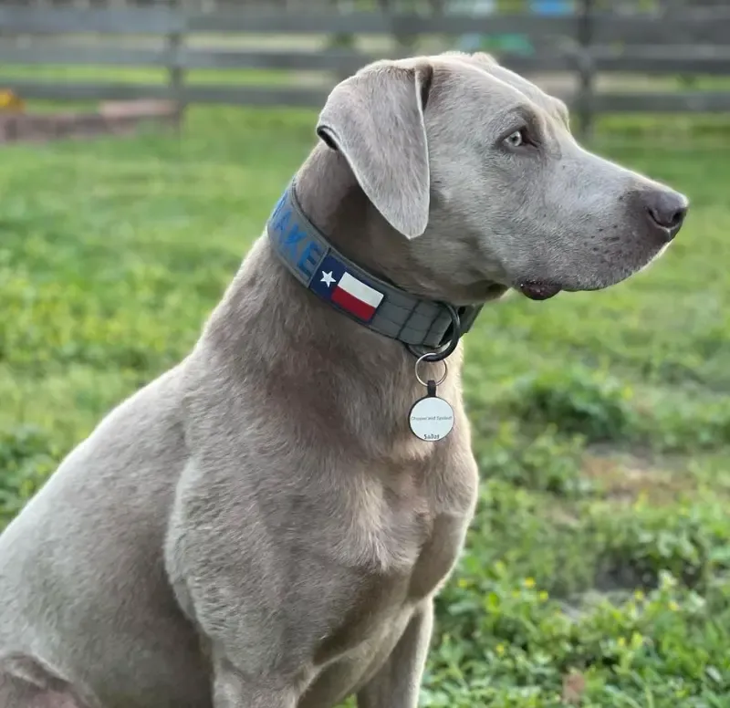 Silver Labs Breed at a Glance