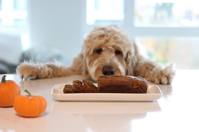 Can Dogs Eat Pumpkin Bread?