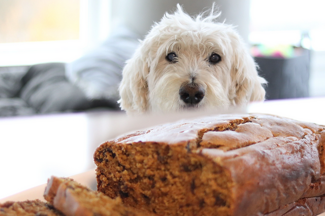 Dogs and Pumpkin Bread
