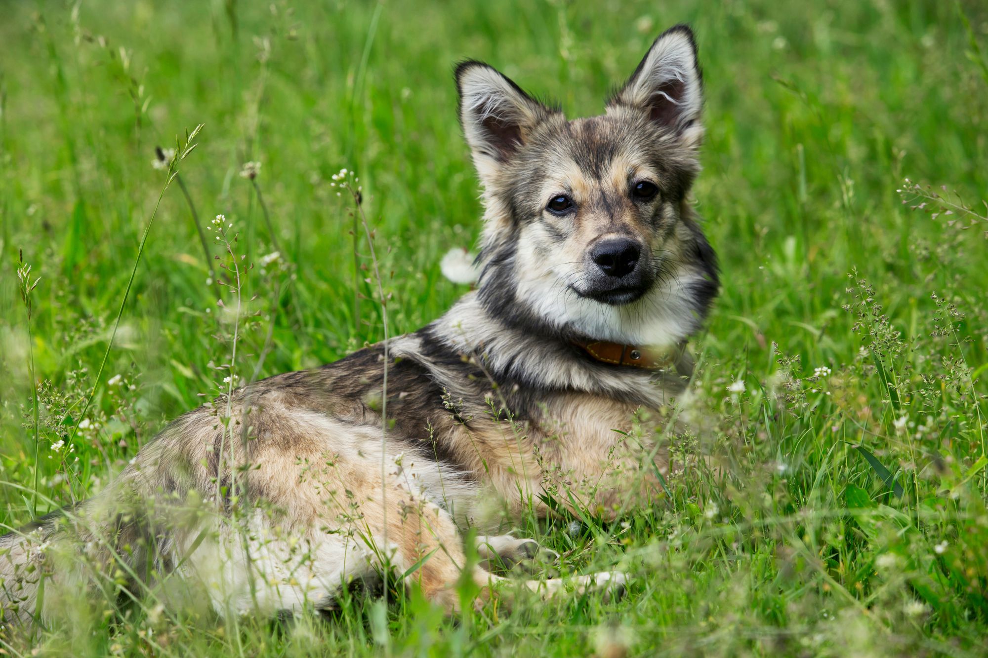 Swedish Vallhund