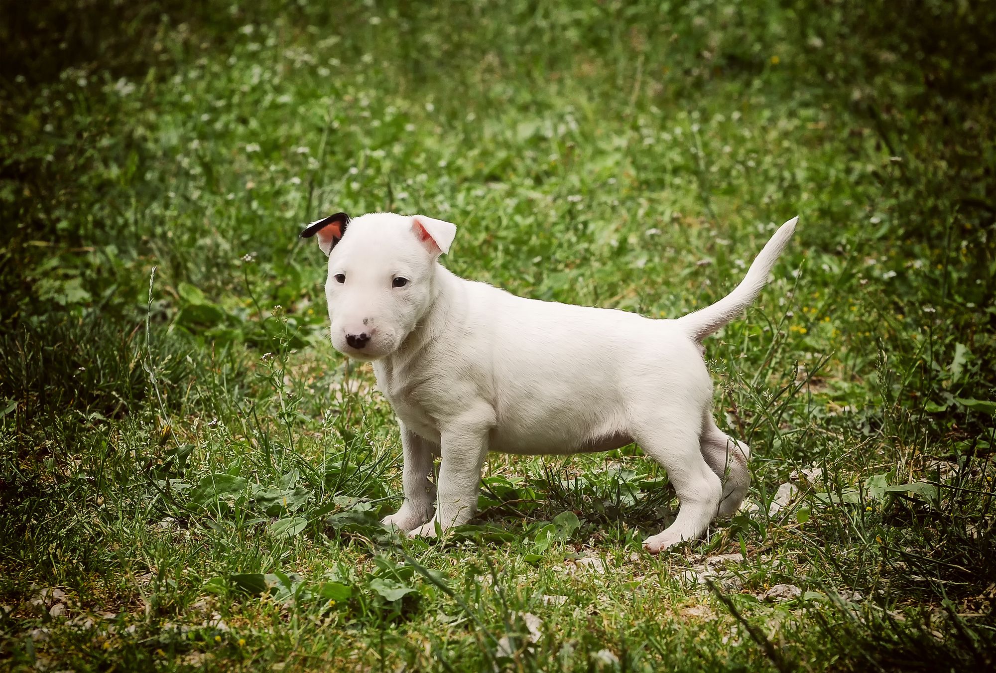 White Bull Terrier Puppy