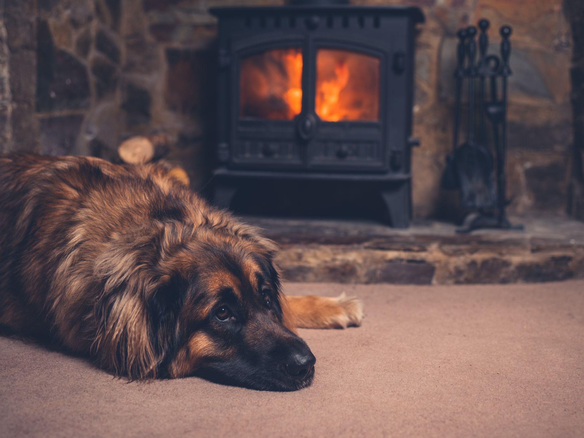 Leonberger dog on brown floor