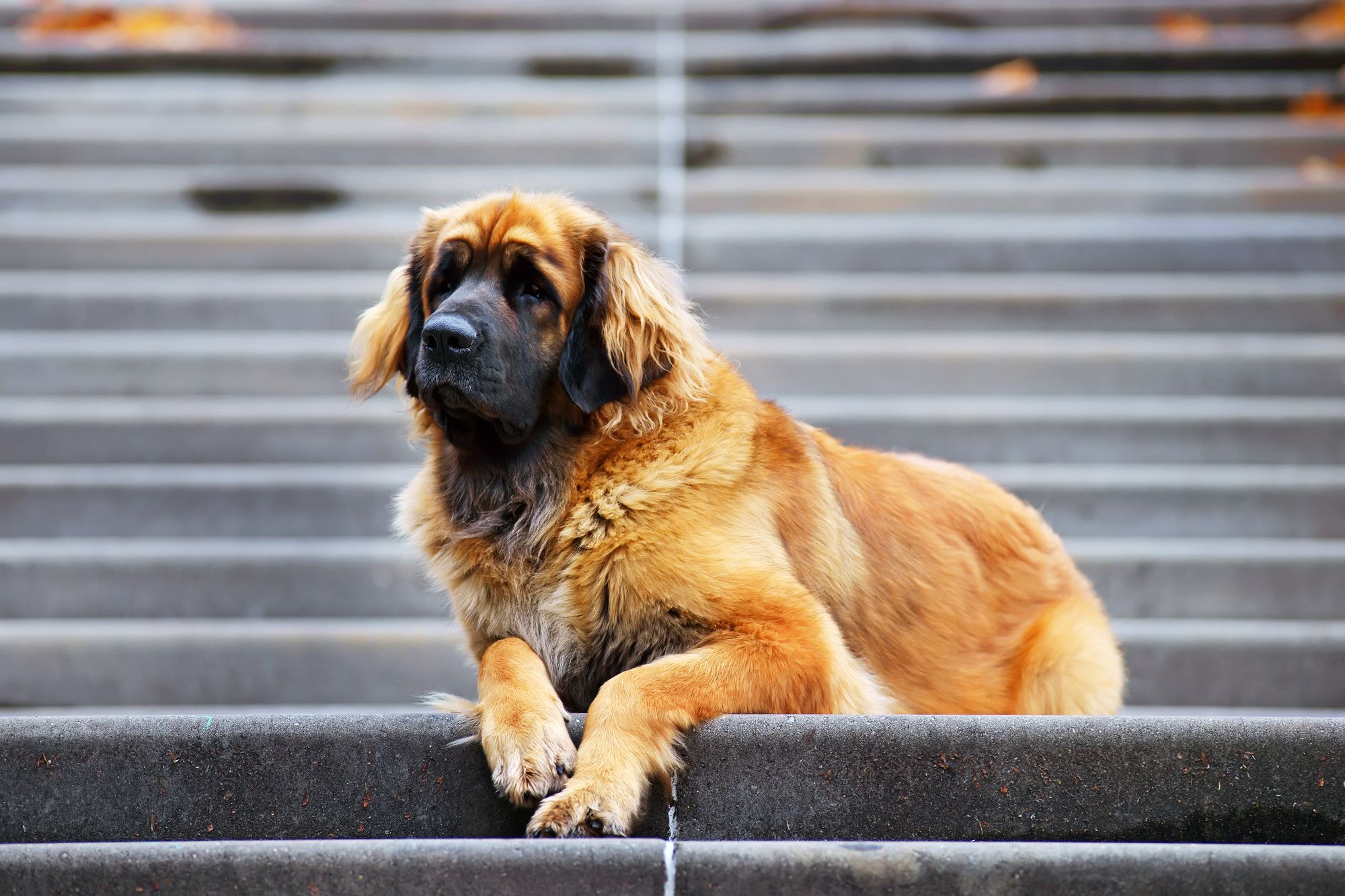 Leonberger dog breed