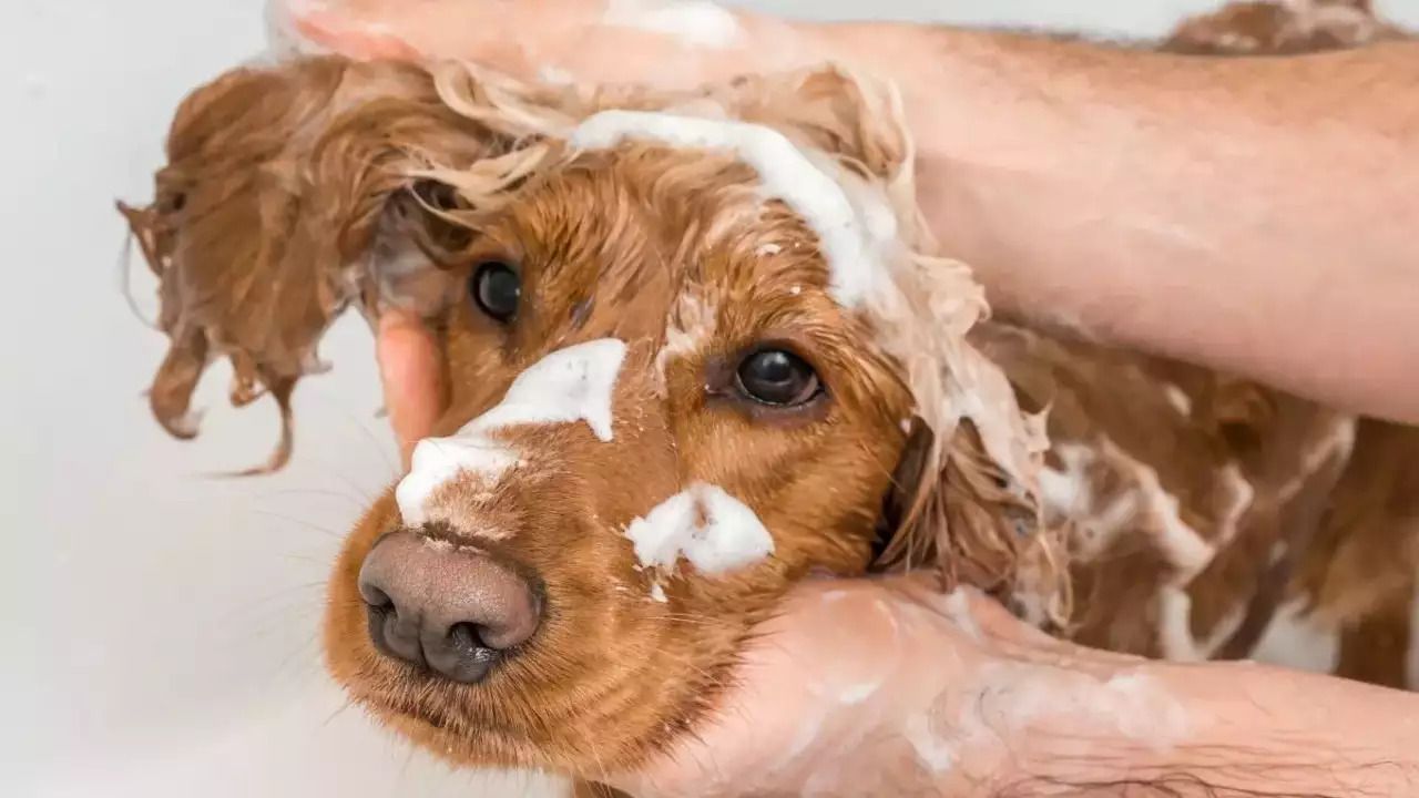 dog bath with shampoo