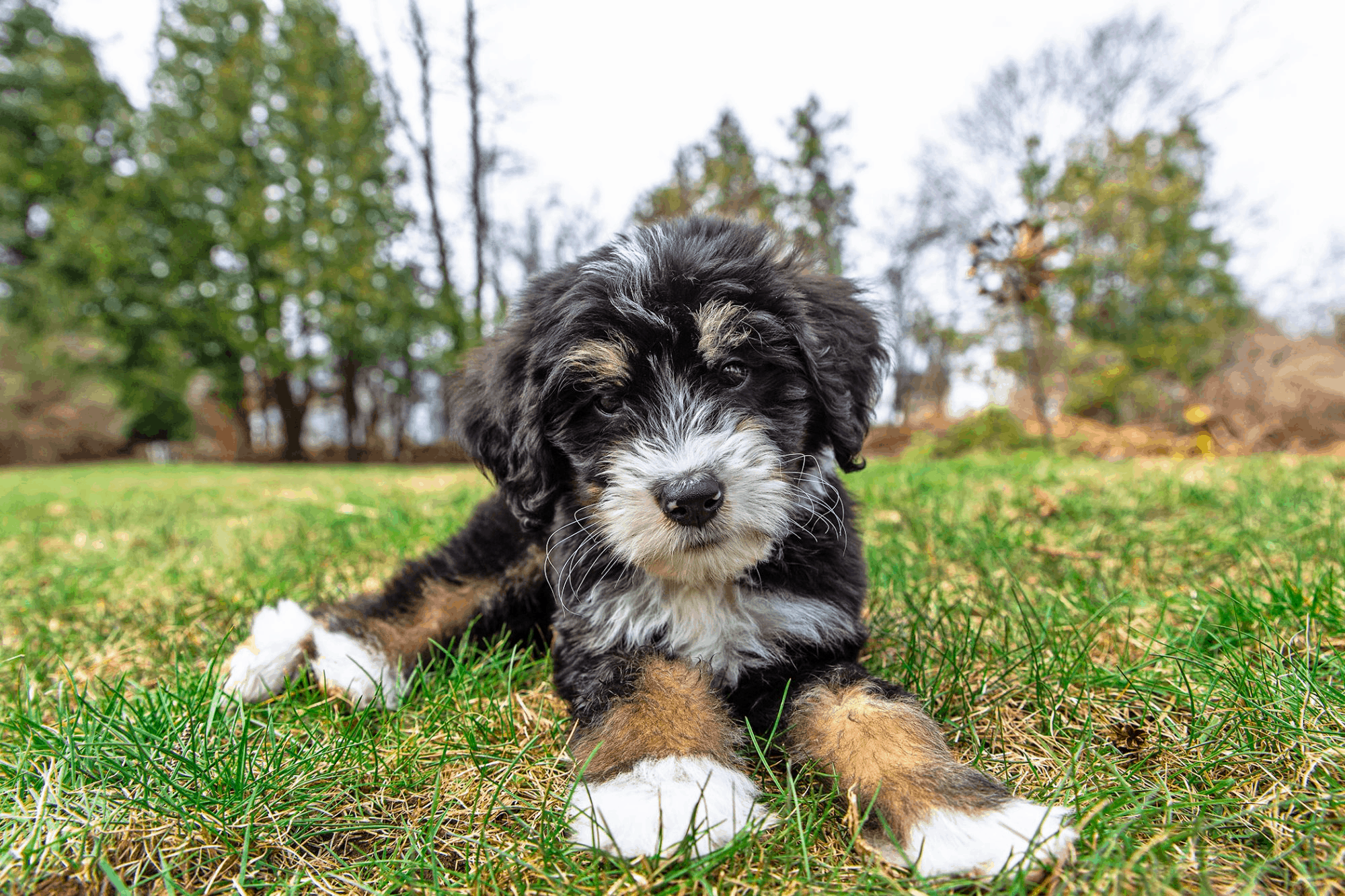 Bernedoodle dog sitting on grass