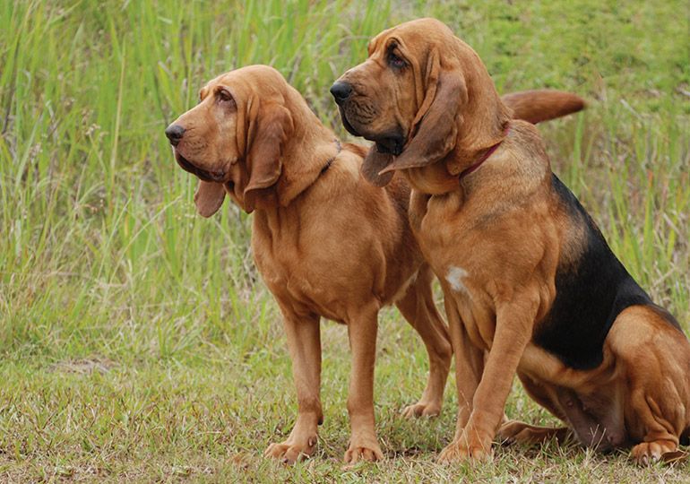 Bloodhound dogs