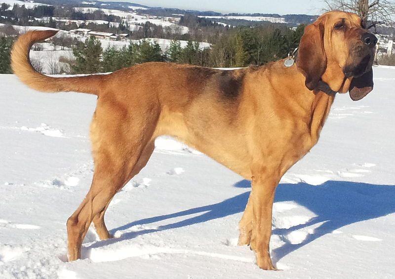 Bloodhound