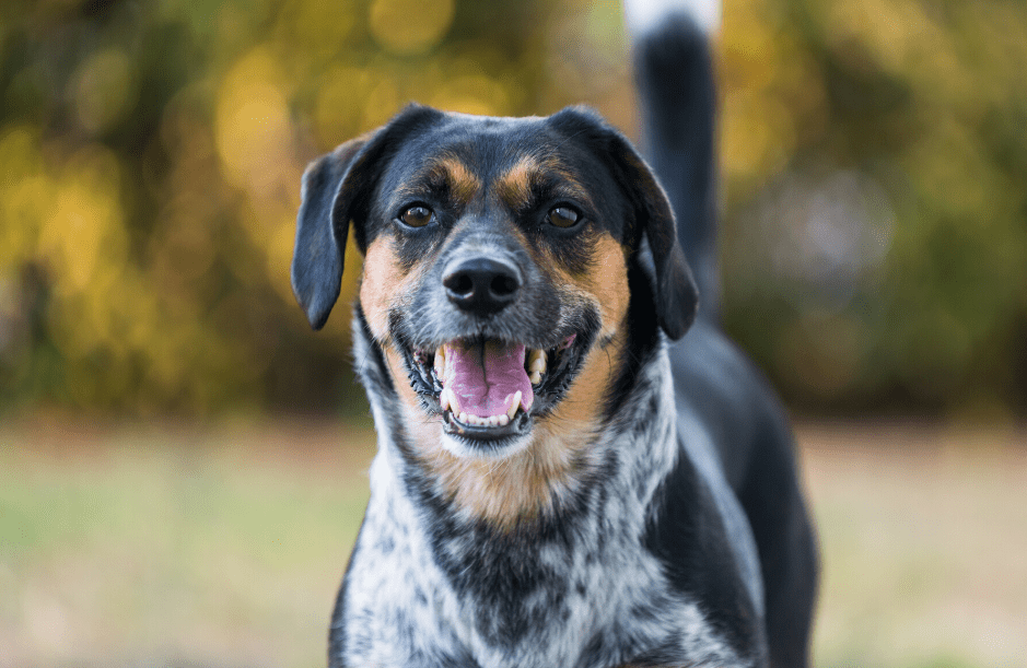 Bluetick Beagle Dog