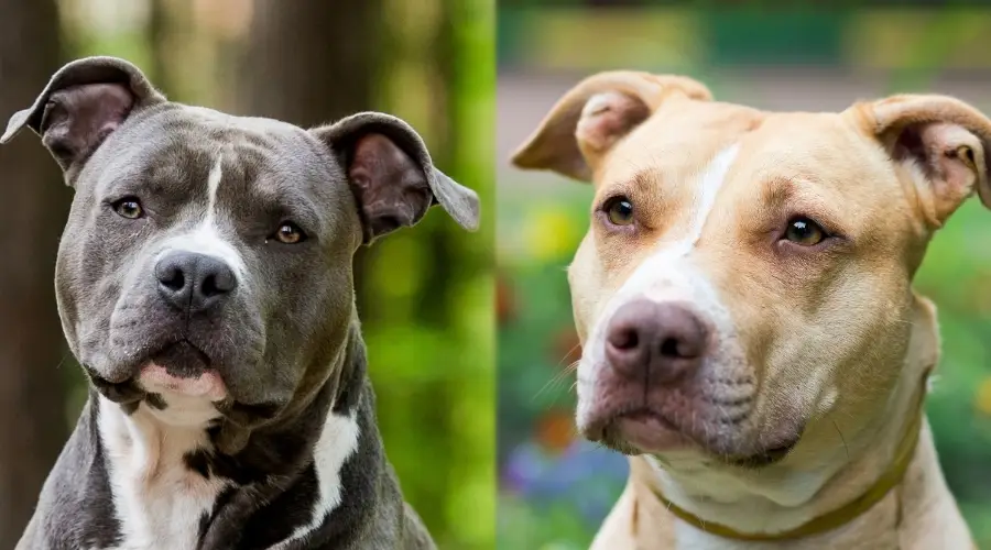 Staffordshire Bull Terrier vs American Staffordshire Terrier: https://blog.tryfi.com/