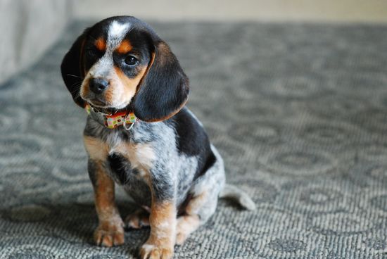 Bluetick Beagle Puppy