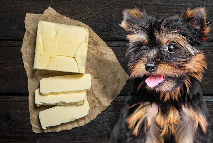 Can Dogs Eat Butter or Not