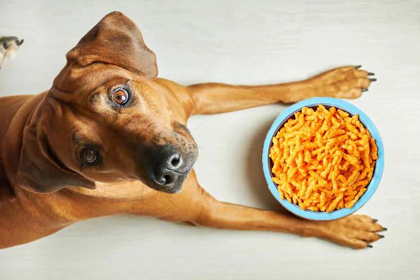Have Dogs Cheetos?