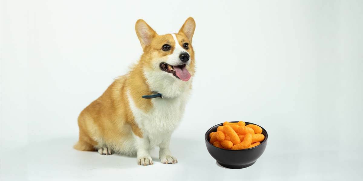 Dogs and Cheetos