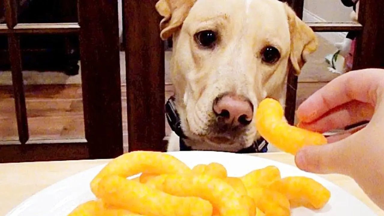 Dogs Eat Cheetos?