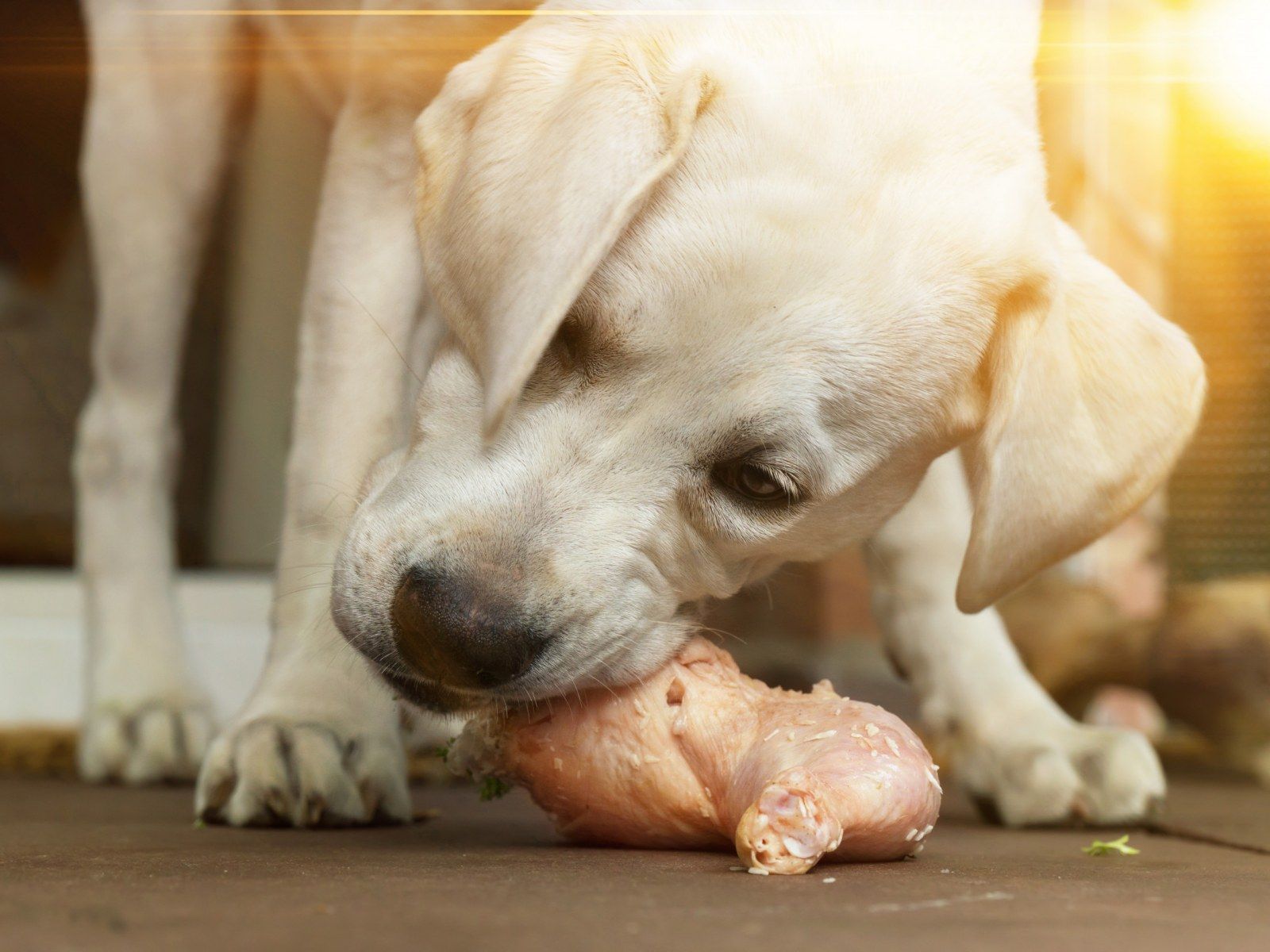 dog eating chicken skin