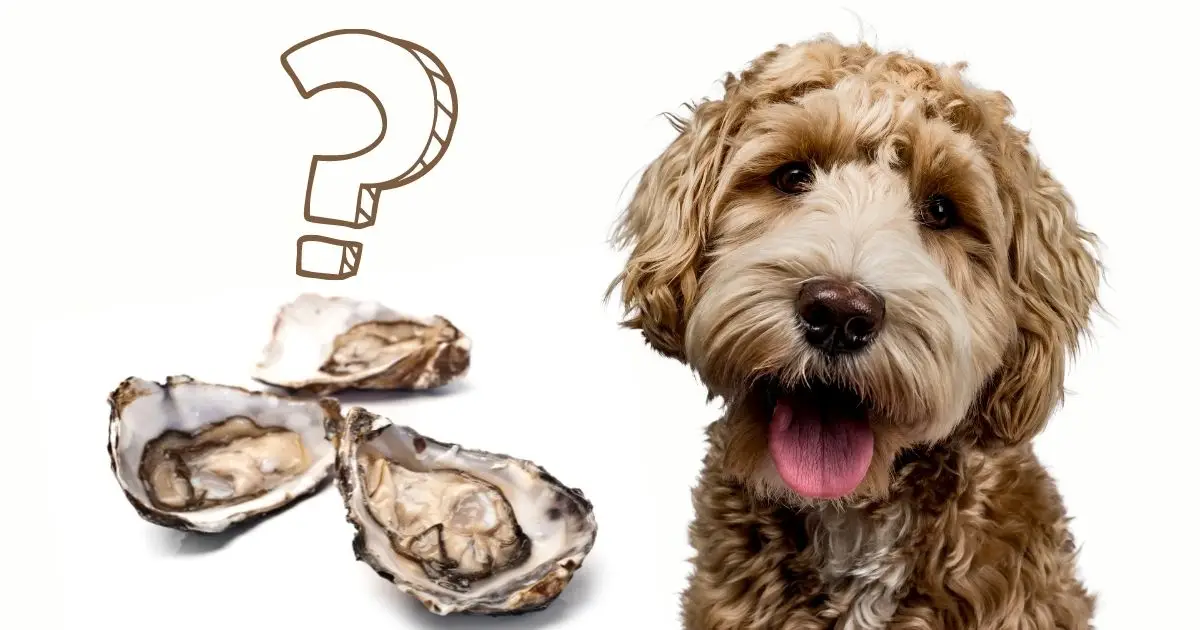 Dogs and Oysters