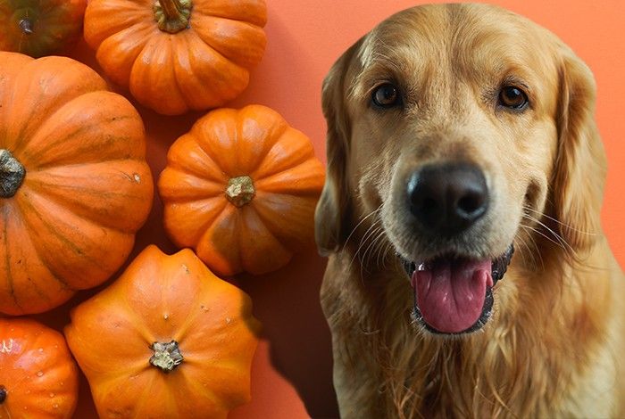 can dogs eat squash