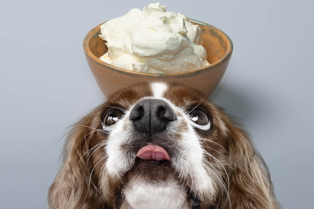 Dogs Have Whipped Cream