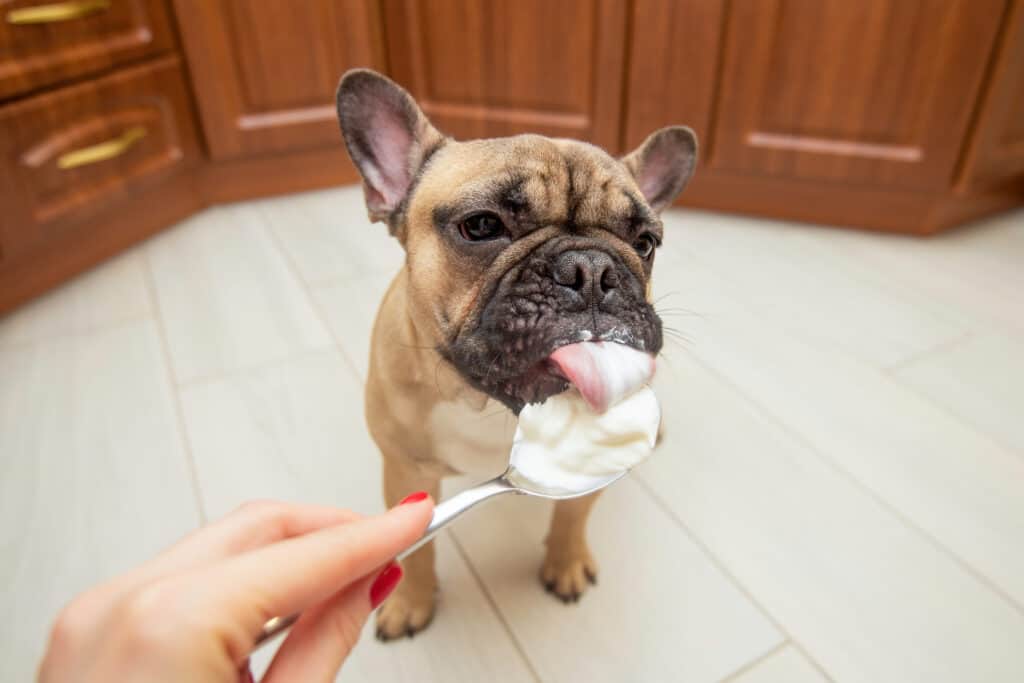 Dogs and Whipped Cream
