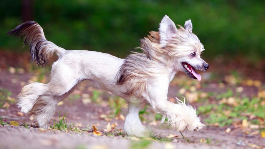 Running Chinese Crested Dog
