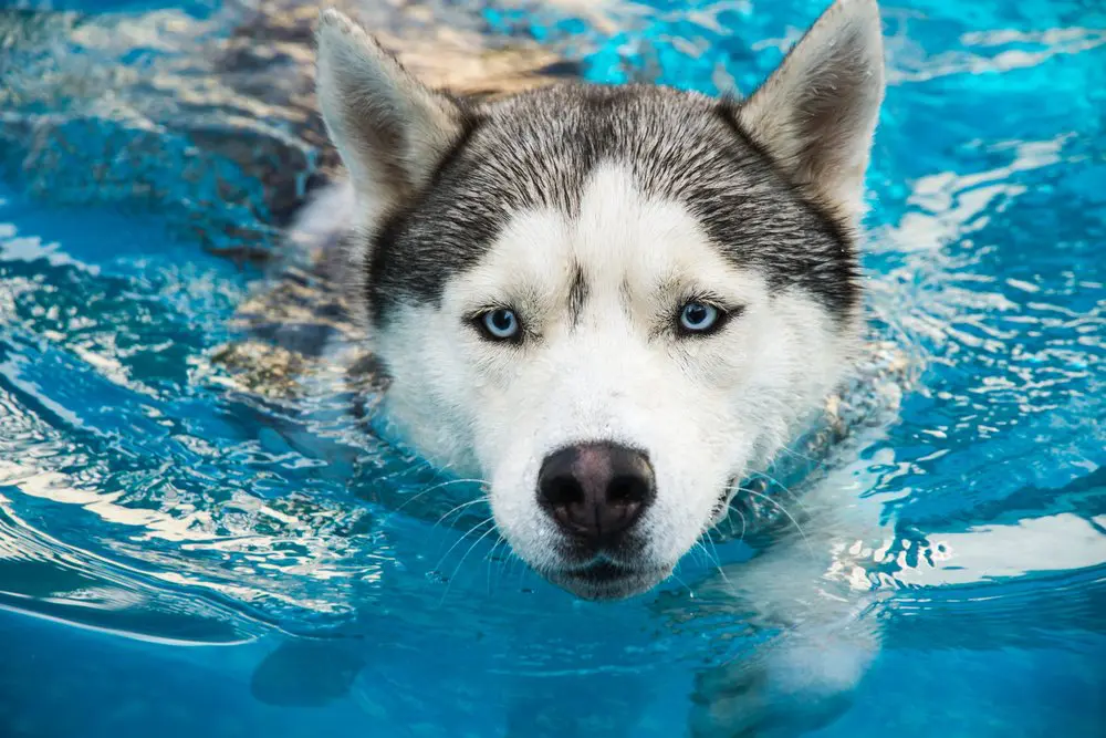 Do Siberian Huskies like water
