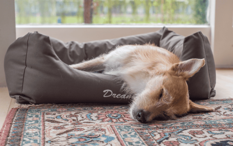 Dog sleeping on Bed with Removable Cover