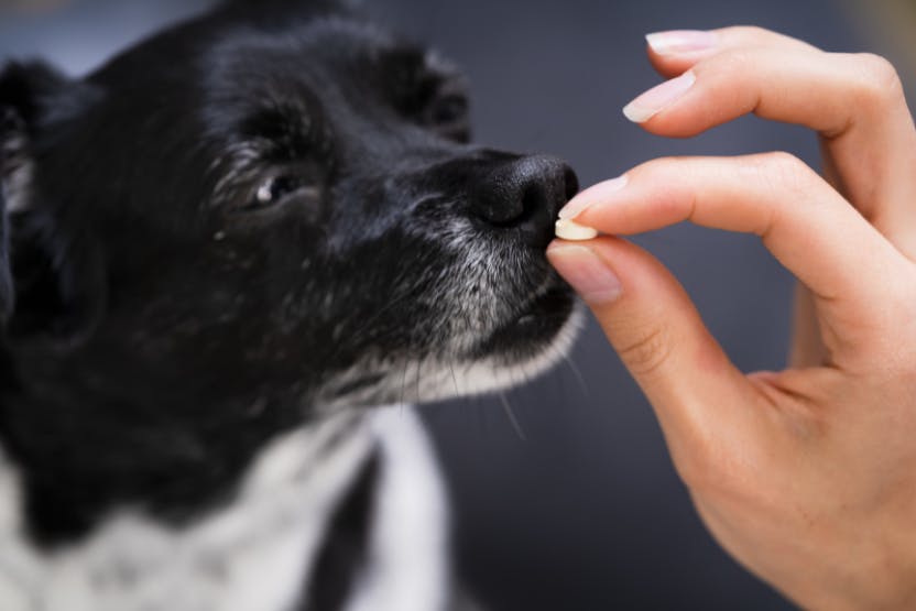 Do I Have To Give My Dog Heartworm Medicine In The Winter?