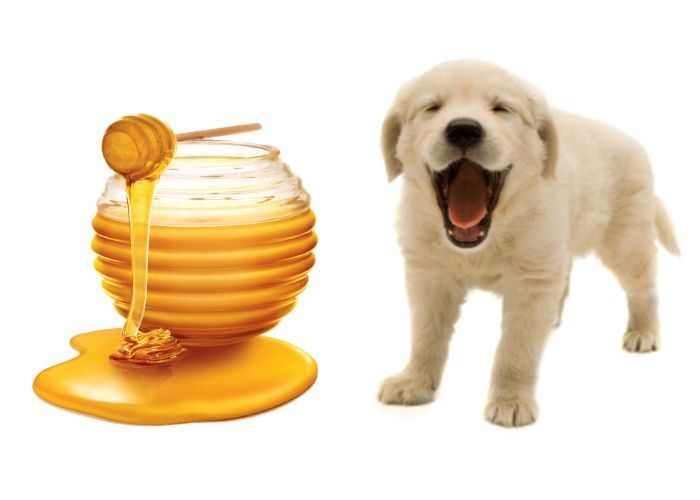 is honey safe for dogs