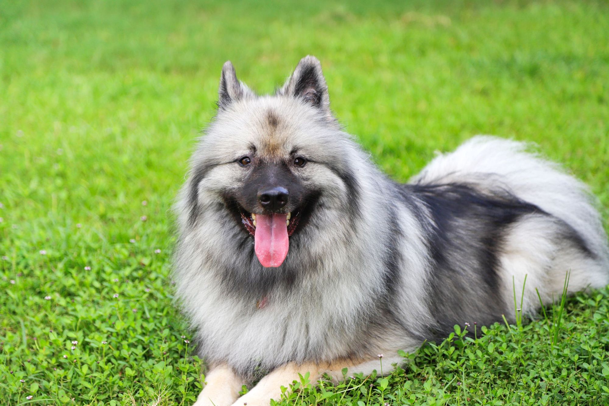 Best brush for sales keeshond