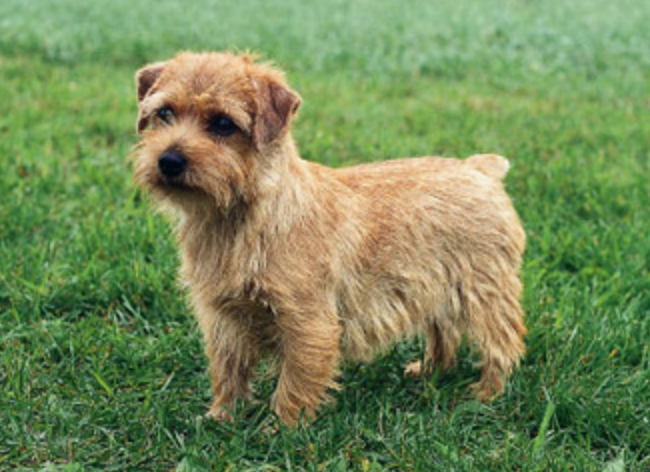 are norfolk terrier good with kids