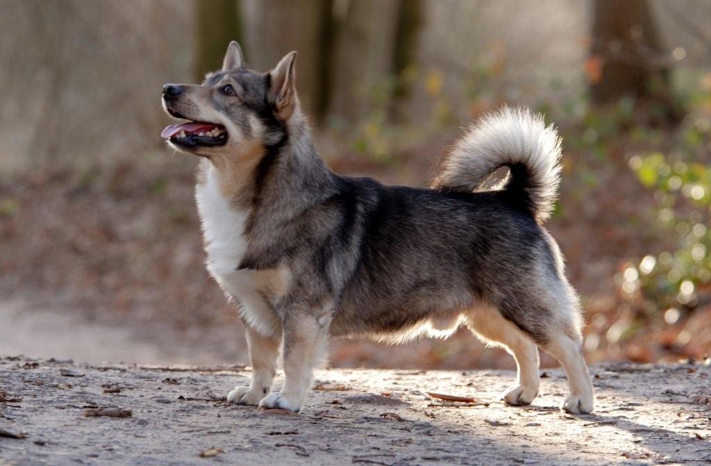 Swedish Vallhund breed