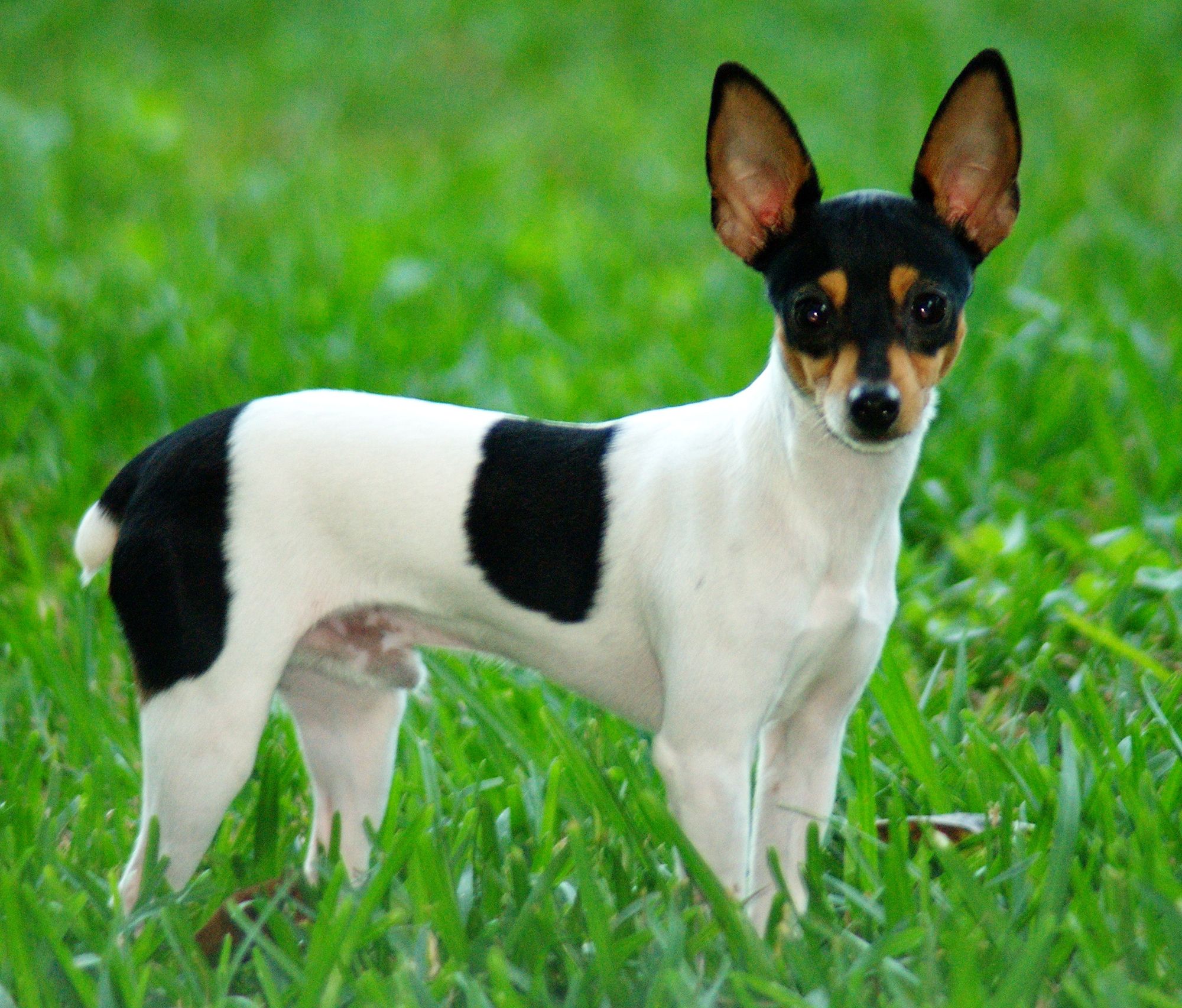 Toy Fox Terriers Dog